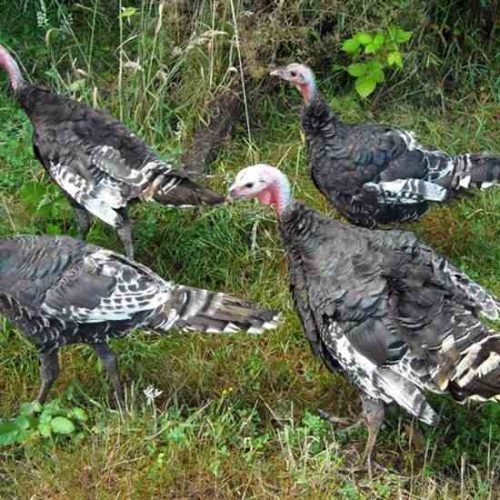 7 Steps to Stop the Bird Flu in Its Tracks
